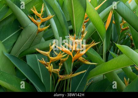 Gros plan d'une belle fleur jaune d'Heliconia, ou bec de perroquet, en pleine floraison, entourée de ses grandes feuilles vertes vibrantes dans la nature. Banque D'Images