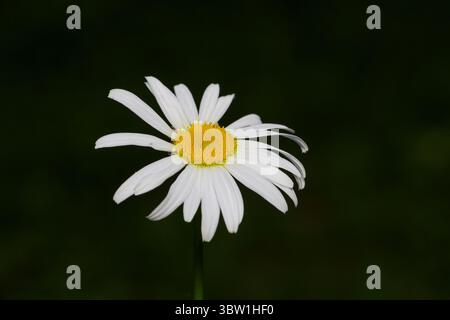 Gros plan d'une fleur de Marguerite en fleur Banque D'Images