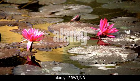 Les nénuphars roses éclatants fleurissent gracieusement sur un étang serein, entouré de larges nénuphars. Une scène de nature paisible capturant l'élégance et le calme Banque D'Images