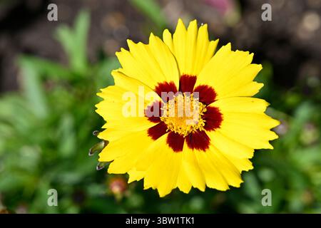 Fleur d'été jaune vif et rouge de graine de poulet à grandes fleurs, Coreopsis grandiflora Sun Kiss UK jardin juillet Banque D'Images