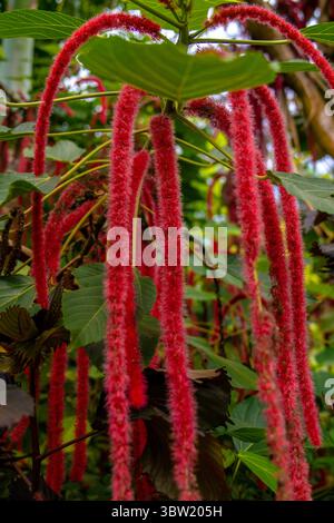 Gros plan d'Acalypha hispida, ou chenille, avec de longues fleurs rouges floues, photographiées à l'Eden Project, Cornwall. Banque D'Images