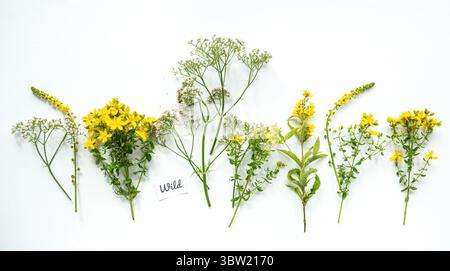 Assortiment d'herbes de fleurs sauvages avec des fleurs jaunes et blanches disposées sur un fond blanc. Collection de plantes botaniques, minimalisme et fond de nature Banque D'Images