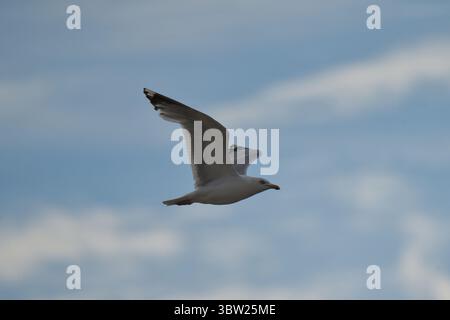 Goéland argenté d'Europe (Larus argentatus) en plein vol contre un ciel bleu avec des nuages mous Banque D'Images