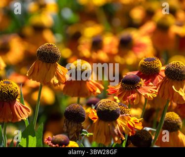Gros plan de fleur d'hélium 'Waltraut' dans un jardin en été Banque D'Images