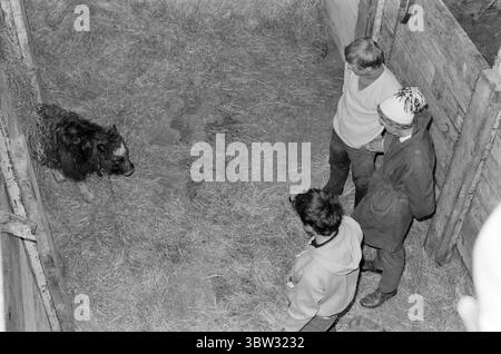 Aktuell 37 - 3 - 1969 : un navire sera chargé avec muskNorvège le nouveau bétail est musc. Pour la première fois dans l'hémisphère oriental, la culture du musc deviendra une source de revenus. La première ferme musquée est située à Bardu à Troms. Norsk Moskus AS utilisera les animaux pour la production de laine. 25 veaux ont récemment été capturés au Groenland puis transportés en Norvège par bateau. Deux des employés d'Aktuell étaient présents lors de la capture - en tant que seul personnel de presse. Les veaux ont été capturés à la main ou avec un lasso et amenés au navire par hélicoptère. Du bateau à moteur au bateau et vers le bas Banque D'Images