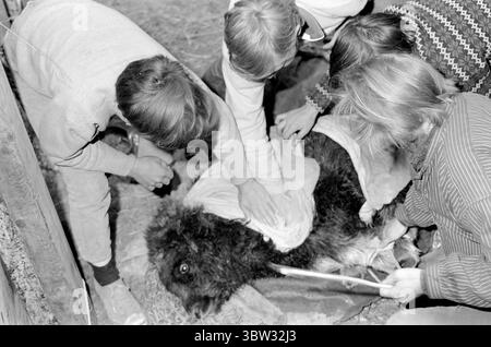 Aktuell 37 - 3 - 1969 : un navire sera chargé avec muskNorvège le nouveau bétail est musc. Pour la première fois dans l'hémisphère oriental, la culture du musc deviendra une source de revenus. La première ferme musquée est située à Bardu à Troms. Norsk Moskus AS utilisera les animaux pour la production de laine. 25 veaux ont récemment été capturés au Groenland puis transportés en Norvège par bateau. Deux des employés d'Aktuell étaient présents lors de la capture - en tant que seul personnel de presse. Les veaux ont été capturés à la main ou avec un lasso et amenés au navire par hélicoptère. Du bateau à moteur au bateau et vers le bas Banque D'Images