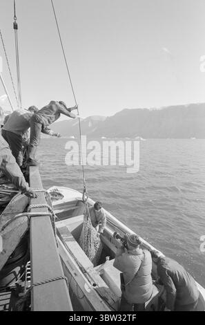 Aktuell 37 - 3 - 1969 : un navire sera chargé avec muskNorvège le nouveau bétail est musc. Pour la première fois dans l'hémisphère oriental, la culture du musc deviendra une source de revenus. La première ferme musquée est située à Bardu à Troms. Norsk Moskus AS utilisera les animaux pour la production de laine. 25 veaux ont récemment été capturés au Groenland puis transportés en Norvège par bateau. Deux des employés d'Aktuell étaient présents lors de la capture - en tant que seul personnel de presse. Les veaux ont été capturés à la main ou avec un lasso et amenés au navire par hélicoptère. Du bateau à moteur au bateau et vers le bas Banque D'Images