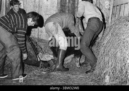 Aktuell 37 - 3 - 1969 : un navire sera chargé avec muskNorvège le nouveau bétail est musc. Pour la première fois dans l'hémisphère oriental, la culture du musc deviendra une source de revenus. La première ferme musquée est située à Bardu à Troms. Norsk Moskus AS utilisera les animaux pour la production de laine. 25 veaux ont récemment été capturés au Groenland puis transportés en Norvège par bateau. Deux des employés d'Aktuell étaient présents lors de la capture - en tant que seul personnel de presse. Les veaux ont été capturés à la main ou avec un lasso et amenés au navire par hélicoptère. Du bateau à moteur au bateau et vers le bas Banque D'Images