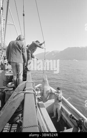 Aktuell 37 - 3 - 1969 : un navire sera chargé avec muskNorvège le nouveau bétail est musc. Pour la première fois dans l'hémisphère oriental, la culture du musc deviendra une source de revenus. La première ferme musquée est située à Bardu à Troms. Norsk Moskus AS utilisera les animaux pour la production de laine. 25 veaux ont récemment été capturés au Groenland puis transportés en Norvège par bateau. Deux des employés d'Aktuell étaient présents lors de la capture - en tant que seul personnel de presse. Les veaux ont été capturés à la main ou avec un lasso et amenés au navire par hélicoptère. Du bateau à moteur au bateau et vers le bas Banque D'Images