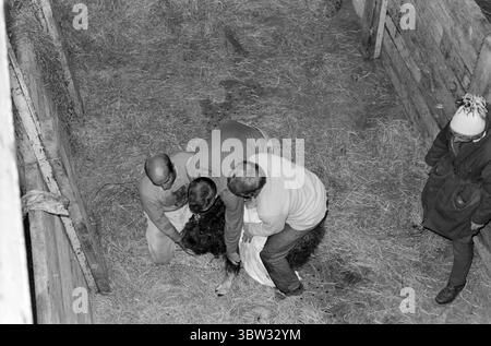 Aktuell 37 - 3 - 1969 : un navire sera chargé avec muskNorvège le nouveau bétail est musc. Pour la première fois dans l'hémisphère oriental, la culture du musc deviendra une source de revenus. La première ferme musquée est située à Bardu à Troms. Norsk Moskus AS utilisera les animaux pour la production de laine. 25 veaux ont récemment été capturés au Groenland puis transportés en Norvège par bateau. Deux des employés d'Aktuell étaient présents lors de la capture - en tant que seul personnel de presse. Les veaux ont été capturés à la main ou avec un lasso et amenés au navire par hélicoptère. Du bateau à moteur au bateau et vers le bas Banque D'Images