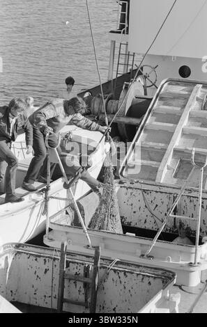 Aktuell 37 - 3 - 1969 : un navire sera chargé avec muskNorvège le nouveau bétail est musc. Pour la première fois dans l'hémisphère oriental, la culture du musc deviendra une source de revenus. La première ferme musquée est située à Bardu à Troms. Norsk Moskus AS utilisera les animaux pour la production de laine. 25 veaux ont récemment été capturés au Groenland puis transportés en Norvège par bateau. Deux des employés d'Aktuell étaient présents lors de la capture - en tant que seul personnel de presse. Les veaux ont été capturés à la main ou avec un lasso et amenés au navire par hélicoptère. Du bateau à moteur au bateau et vers le bas Banque D'Images