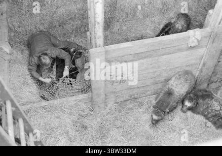 Aktuell 37 - 3 - 1969 : un navire sera chargé avec muskratsNorway le nouveau bétail est muskrats. Pour la première fois dans l'hémisphère oriental, l'élevage du rat musqué deviendra une source de revenus. La première ferme de rats musqués est située à Bardu à Troms. Norsk Moskus AS utilisera les animaux pour la production de laine. 25 veaux ont été capturés récemment au Groenland puis transportés en Norvège par bateau. Deux des employés d'Aktuell étaient présents lors de la capture - en tant que seul personnel de presse. Du bateau à moteur au bateau et descendez dans la soute. Photo : Aage Storløkken / Aktuell / NTB ***PHOTO PAS IMAGE Pr Banque D'Images
