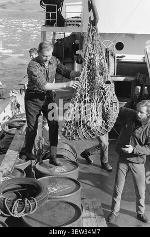 Aktuell 37 - 3 - 1969 : un navire sera chargé avec muskNorvège le nouveau bétail est musc. Pour la première fois dans l'hémisphère oriental, la culture du musc deviendra une source de revenus. La première ferme musquée est située à Bardu à Troms. Norsk Moskus AS utilisera les animaux pour la production de laine. 25 veaux ont récemment été capturés au Groenland puis transportés en Norvège par bateau. Deux des employés d'Aktuell étaient présents lors de la capture - en tant que seul personnel de presse. Les veaux ont été capturés à la main ou avec un lasso et amenés au navire par hélicoptère. Du bateau à moteur au bateau et vers le bas Banque D'Images