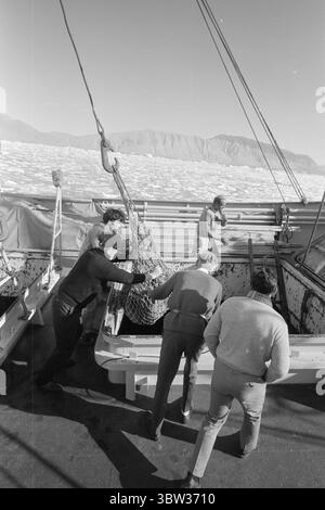 Aktuell 37 - 3 - 1969 : un navire sera chargé avec muskNorvège le nouveau bétail est musc. Pour la première fois dans l'hémisphère oriental, la culture du musc deviendra une source de revenus. La première ferme musquée est située à Bardu à Troms. Norsk Moskus AS utilisera les animaux pour la production de laine. 25 veaux ont récemment été capturés au Groenland puis transportés en Norvège par bateau. Deux des employés d'Aktuell étaient présents lors de la capture - en tant que seul personnel de presse. Les veaux ont été capturés à la main ou avec un lasso et amenés au navire par hélicoptère. Du bateau à moteur au bateau et vers le bas Banque D'Images