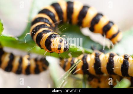 Les chenilles cinabres sont facilement identifiables par leurs corps rayés noirs et jaunes, une coloration qui avertit les prédateurs de leur toxicité. Banque D'Images