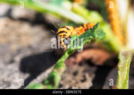 Les chenilles de cinabre sont facilement identifiables par leurs corps rayés noirs et jaunes, une coloration qui avertit les prédateurs de leur toxicité. Banque D'Images