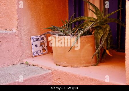 Aloès en pot d’argile et panneau « attention au chat », Collioure, France Banque D'Images