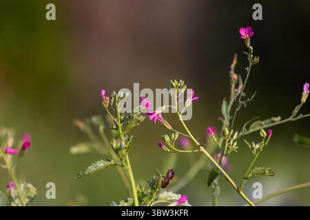 Radis daikon (Raphanus sativus var. Longipinnatus) Fleur en fleurs – gros plan sur le jardin Banque D'Images