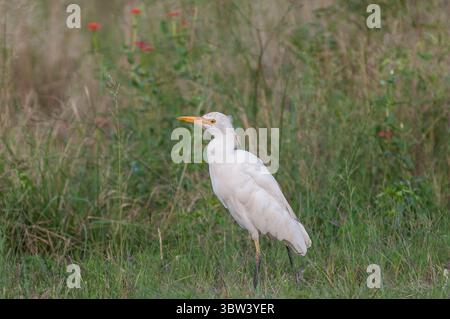 Une aigrette blanche (Bubulcus ibis) marchant dans l'herbe Banque D'Images