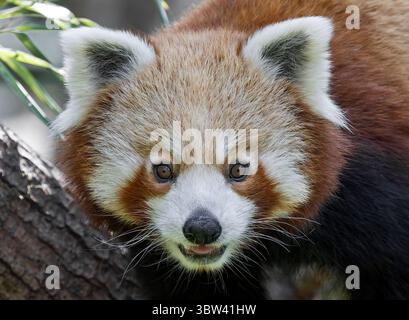 Gros plan frontal Portrait d'un Panda rouge (Ailurus fulgens) Banque D'Images