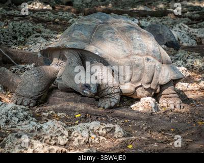 tortue dans un sanctuaire sur prison Island, Zanzibar Banque D'Images