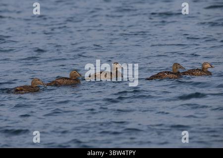 Eiderente, Eider-Ente, Weibchen, Trupp, Meeresente, Meeresenten, Somateria mollissima, Eider, eider, femelle, couette L'Eider à Banque D'Images