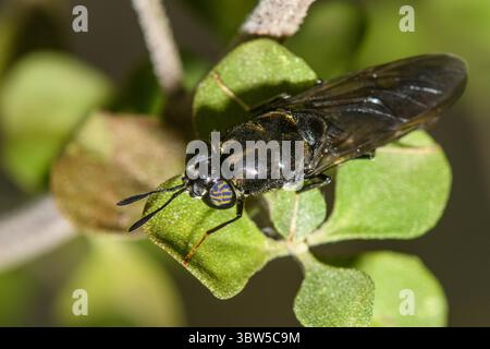 Black Soldier Fly reposant sur la feuille. Banque D'Images