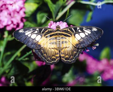 Grand papillon jaune noir vif repose ses ailes sur une plante artificielle violette Banque D'Images