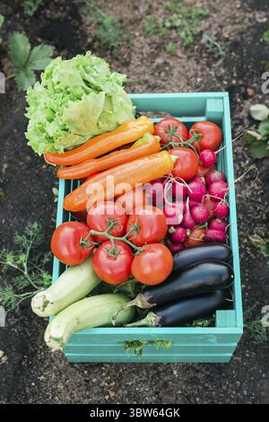 Boîte en bois de légumes frais dans le jardin - récolte et jardinage Banque D'Images
