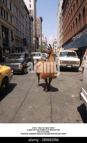 JANVIER 1, 2011 - 31375 : ''SEULEMENT À NEW YORK''.LAMA DANS LES RUES DE MANHATTAN.NYC 21/07/2000. (Crédit image : © Andrea Renault/ZUMA Wire) Banque D'Images