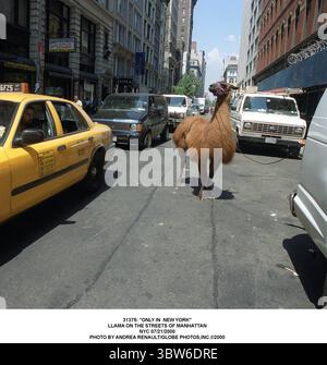JANVIER 1, 2011 - 31375 : ''SEULEMENT À NEW YORK''.LAMA DANS LES RUES DE MANHATTAN.NYC 21/07/2000. (Crédit image : © Andrea Renault/ZUMA Wire) Banque D'Images