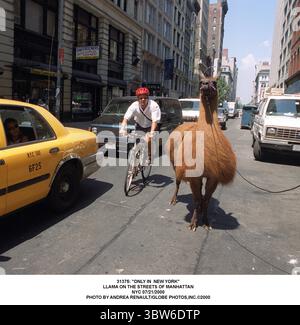 JANVIER 1, 2011 - 31375 : ''SEULEMENT À NEW YORK''.LAMA DANS LES RUES DE MANHATTAN.NYC 21/07/2000. (Crédit image : © Andrea Renault/ZUMA Wire) Banque D'Images