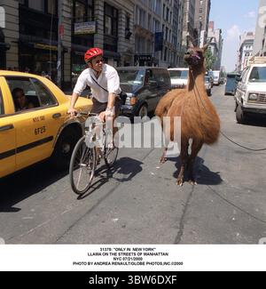 JANVIER 1, 2011 - 31375 : ''SEULEMENT À NEW YORK''.LAMA DANS LES RUES DE MANHATTAN.NYC 21/07/2000. (Crédit image : © Andrea Renault/ZUMA Wire) Banque D'Images