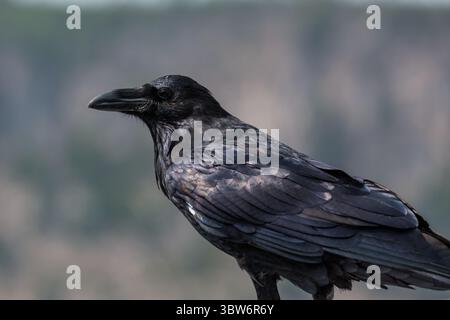 15 septembre 2020, parc national de Yellowstone, Wyoming, États-Unis : un corbeau commun ou nordique dans le parc national de Yellowstone, Wyoming, États-Unis. (Crédit image : © Jon G. Fuller/VW pics via ZUMA Wire) Banque D'Images