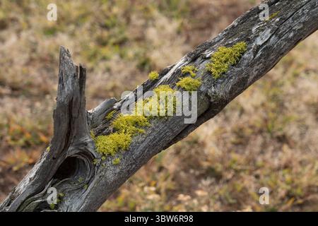 15 septembre 2020, parc national de Yellowstone, Wyoming, États-Unis : Lower Geyser Basin dans le parc national de Yellowstone, Wyoming, États-Unis. (Crédit image : © Jon G. Fuller/VW pics via ZUMA Wire) Banque D'Images