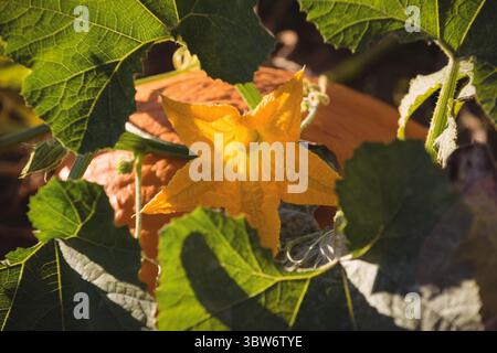 La fleur de courge jaune brille dans le jardin vectoriel plat, montrant des feuilles, des vrilles et de la citrouille orange Banque D'Images