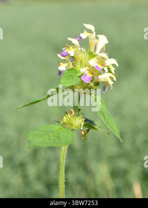 Grande fleur chanvre-ortie Galeopsis speciosa sur fond vert Banque D'Images