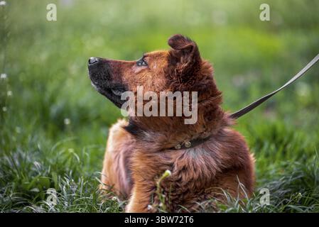 Chien marchant rouge vif grand chien de mongrel en laisse se trouve dans l'herbe épaisse et regarde vers le haut Banque D'Images