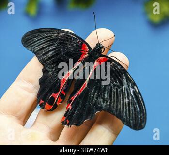 Grand papillon noir-rouge assis ses ailes sur un homme humain ouvert paume sur un fond bleu Banque D'Images