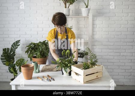 Soin des plantes d'intérieur de printemps, rempotage des plantes d'intérieur. Réveiller les plantes d'intérieur pour le printemps. La femme d'âge moyen transplante la plante dans un nouveau pot à la maison. Gard Banque D'Images
