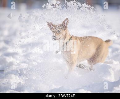 Chiot Mongrel Fawn jouant dans la neige blanche en hiver Banque D'Images