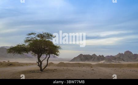 Un arbre vert dans le désert d'egypte sur fond de montagnes et de ciel bleu Banque D'Images