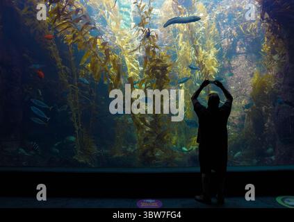 12 novembre 2020, San Diego, CA, États-Unis : SAN DIEGO, CA - 12 NOVEMBRE : une personne utilise l'appareil photo de son téléphone portable pour prendre une photo de poissons dans le grand réservoir de forêt de varech à Birch Aquarium à la Scripps institution of Oceanography le jeudi 12 novembre 2020 à San Diego, CA. Parce que le comté de San Diego a glissé dans le niveau violet et déclenché de nouvelles restrictions COVID-19, à partir de samedi, la seule section ouverte sera les expositions et activités extérieures. (Crédit image : © Nelvin C. Cepeda/San Diego Union-Tribune via ZUMA Wire) Banque D'Images