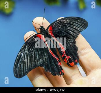 Grand papillon noir-rouge assis ses ailes sur un homme humain ouvert paume sur un fond bleu Banque D'Images