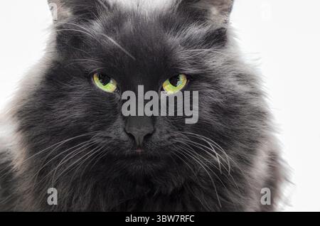 Grand chat mongrel noir semble furieux sur un fond blanc Banque D'Images