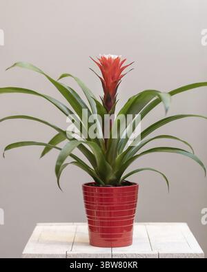 Bromeliaceae plante de fleur dans le pot rouge Banque D'Images