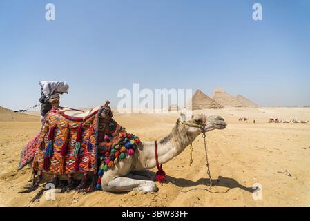 Bédouin avec un chameau sur le fond des pyramides dans le désert en Egypte Banque D'Images