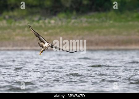 Osprey (Pandion haliaetus) pêchant un poisson sur un loch, Angus, Écosse Banque D'Images