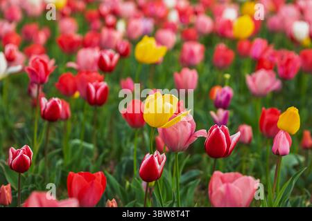 Tulipes multicolores vibrantes dans un champ. Une seule tulipe jaune se distingue parmi les fleurs roses, rouges et orangées. Parfait pour les thèmes du printemps et flo Banque D'Images