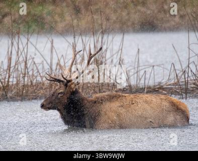 18 novembre 2020, Reedsport, OREGON, États-Unis : un wapiti roosevelt sauvage traverse un marais pendant une averse de pluie au Bureau of Land Management Dean Creek Wildlife Viewing Area près de Reedsport dans le sud-ouest de l'Oregon. (Crédit image : © Robin Loznak/ZUMA Wire) Banque D'Images